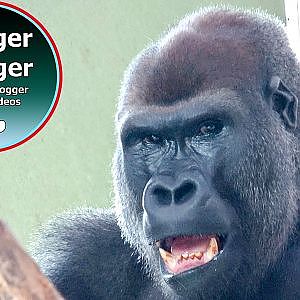 My Longest video of Lope