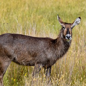 Waterbuck