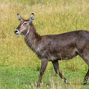Waterbuck