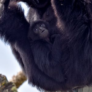 Siamang infant