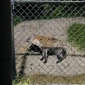 Spotted Hyena , Taiping Zoo and Night Safari, Perak, Malaysia