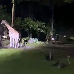 African Animals , Taiping Zoo and Night Safari, Perak, Malaysia