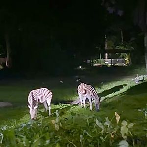 Plains Zebra, Taiping Zoo and Night Safari, Perak, Malaysia