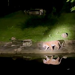 Malayan Tiger, Taiping Zoo and Night Safari, Perak, Malaysia