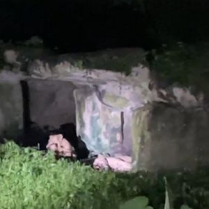 African Lion, Taiping Zoo and Night Safari