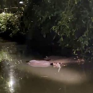 Hippopotamus family,  Taiping Zoo and Night Safari