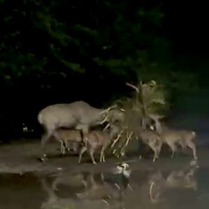 Nilgai and Deers, Taiping Zoo and Night Safari