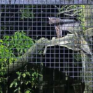 Black Panther, Taiping Zoo and Night Safari