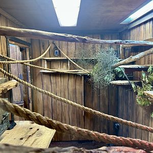 Pygmy Marmoset Exhibit (Cafe)