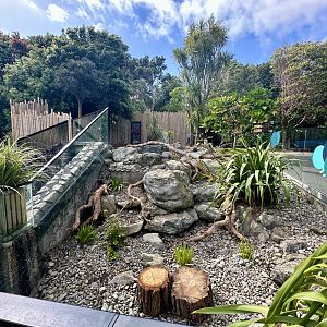 Asian-small Clawed Otter Exhibit