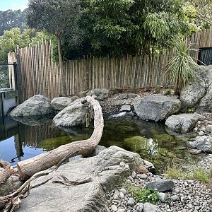 Asian-small Clawed Otter Exhibit