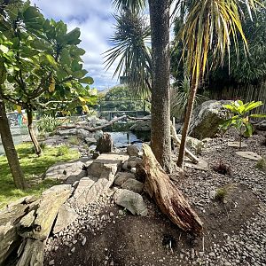 Asian-small Clawed Otter Exhibit