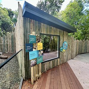 Asian-small Clawed Otter Exhibit