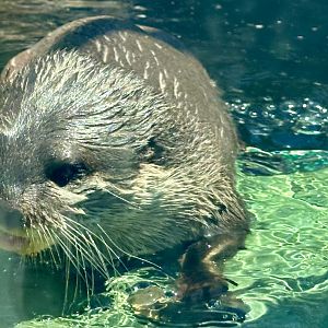 Asian-small clawed otter (Aonyx cinereus)