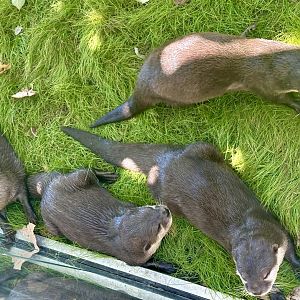 Asian-small clawed otter (Aonyx cinereus)