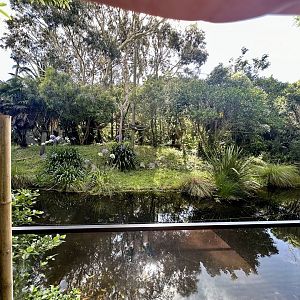 Northern White-cheeked Gibbon Exhibit