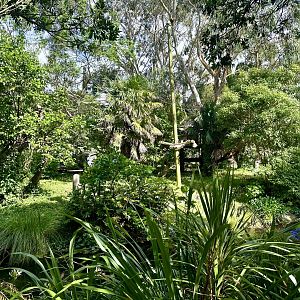 Northern White-cheeked Gibbon Exhibit
