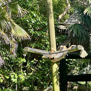 Robyn (Northern White-Cheeked Gibbon)