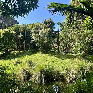 Black-handed Spider Monkey Exhibit