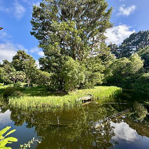 Black-handed Spider Monkey Exhibit
