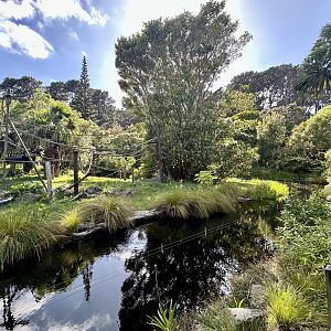 Black-handed Spider Monkey Exhibit