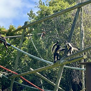 Black-handed spider monkey (Ateles geoffroyi)