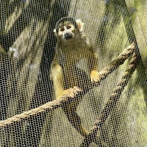 Bolivian squirrel monkey (Saimiri boliviensis)