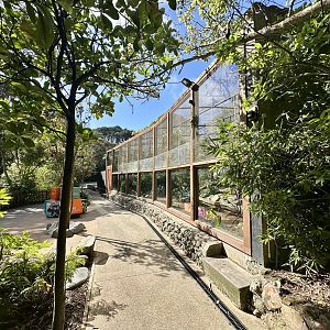 Bolivian Squirrel Monkey Exhibit