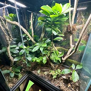 Duvaucel’s Gecko Exhibit