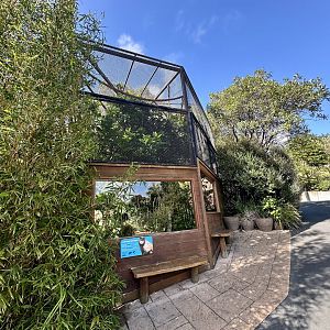 Brown Capuchin Exhibit
