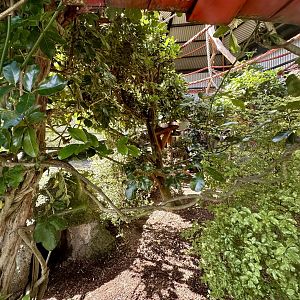 Brown Capuchin Exhibit