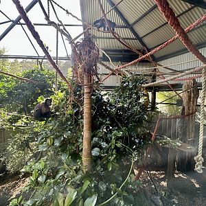 Brown Capuchin Exhibit