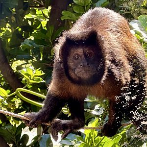 Brown capuchin (Sapajus apella)