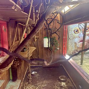 Cotton-top Tamarin Exhibit