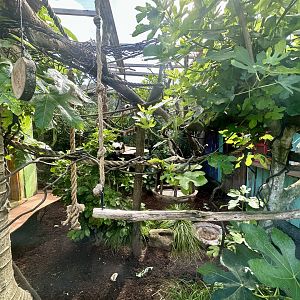 Cotton-top Tamarin Exhibit