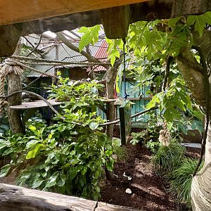 Cotton-top Tamarin Exhibit