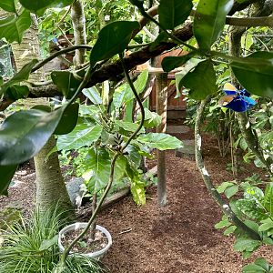 Golden Lion Tamarin Exhibit