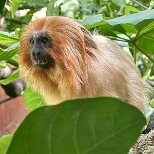 Golden lion tamarin (Leontopithecus rosalia)