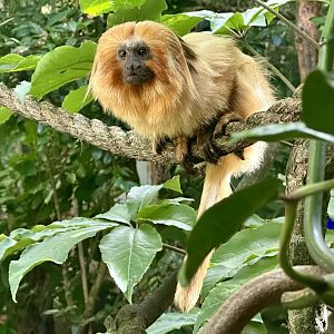 Golden lion tamarin (Leontopithecus rosalia)