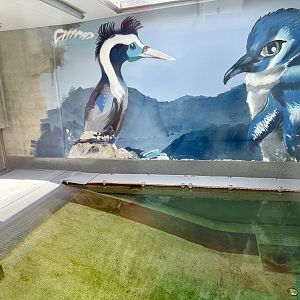 Seabird Rehabilitation Pool