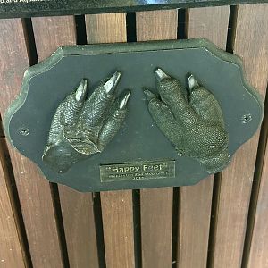 Emperor Penguin Foot Cast