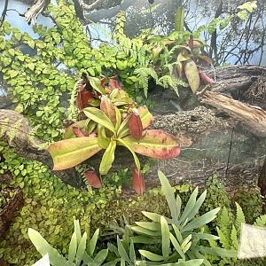 Carnivorous Plant Exhibit