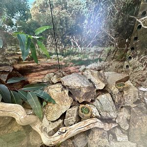 Cunningham’s Skink Exhibit