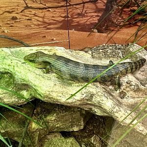 Eastern blue-tongue skink (Tiliqua scincoides)