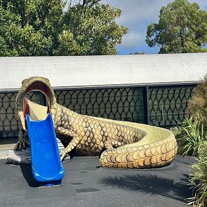 Blue-tongue Skink Slide