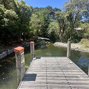 Little Blue Penguin Exhibit