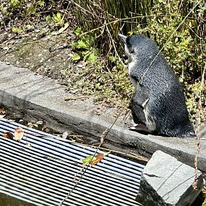 Little blue penguin (Eudyptula minor)