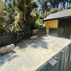 Sheep Exhibit