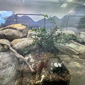 Lizard Lane - Otago Skink Exhibit