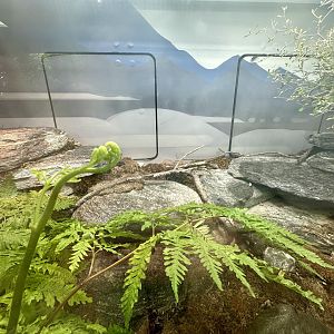 Lizard Lane - Grand Skink Exhibit
